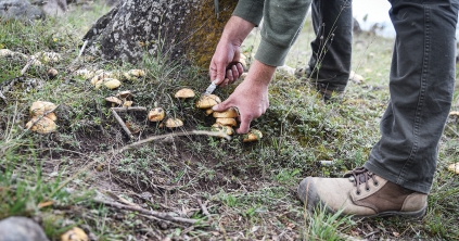 Mit tegyünk gombamérgezés gyanúja esetén?