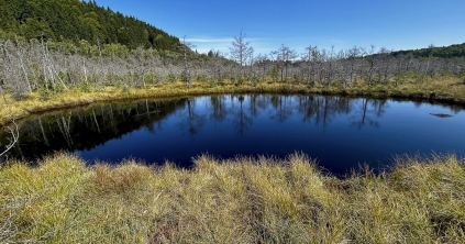 A tőzeglápok varázslatos világa