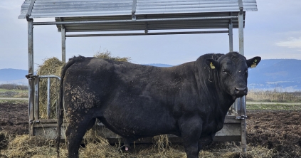 Erős márkanévvé válhatna a „székely marhahús”