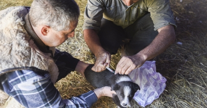 Veszettség ellen oltják a kutyákat