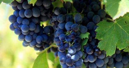 Szüreti bálra készülnek Gyergyószentmiklóson