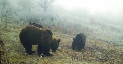 Kevesebb bejelentés, több kilőtt vad