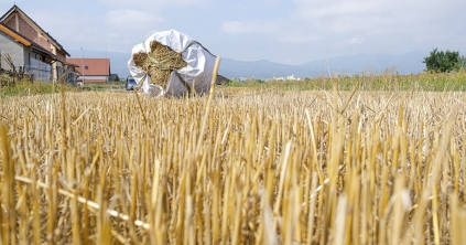 Optimálisan alakult az év a gabonatermelőknek