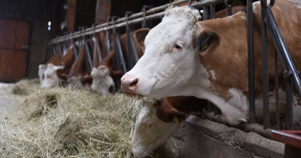 Versenyképes pirostarka