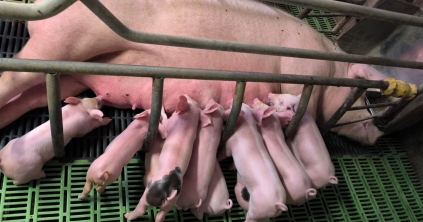 Ha adott a minőség, kliens hozza a klienst