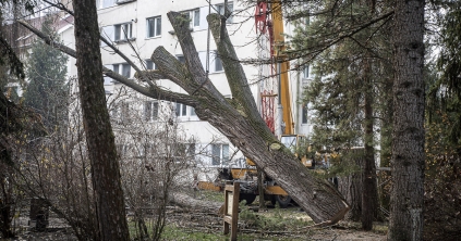 Fakivágás Csíkszeredában