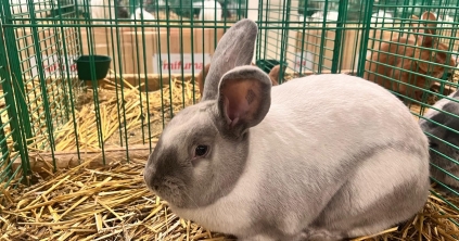 Sikerrel mutatkoztak be a székely nyulak a nyitrai Európa-bajnokságon Sikerrel mutatkoztak be a székely nyulak a nyitrai Európa-bajnokságon