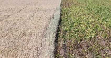 Egyre nagyobb gondot okoz az aszály a mezőgazdaságban