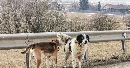 A pénz beszél, a kutya… marad