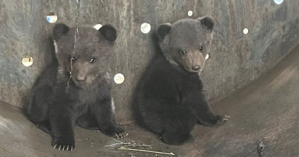 A balánbányai visszavadító központba vitték az udvarhelyi árva bocsokat