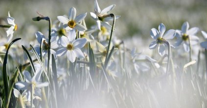 Tízmillió csillag a földön