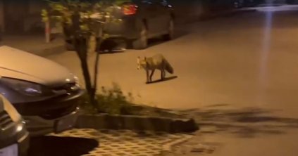 Befogták a rókát Csíkszereda központjában