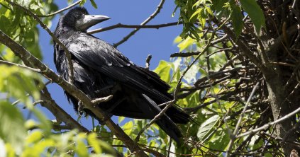 Két gócpontból már eltűntek a madarak
