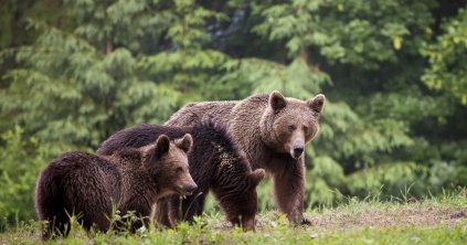 106 medve kilövésére adott a lehetőség Hargita megyében