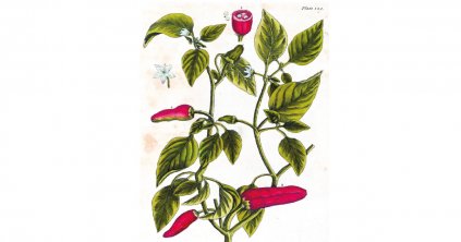 Csípős paprika, fűszerpaprika