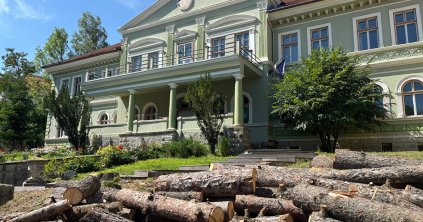 Kivágták a Tamási-bentlakás udvarán levő fenyőfákat