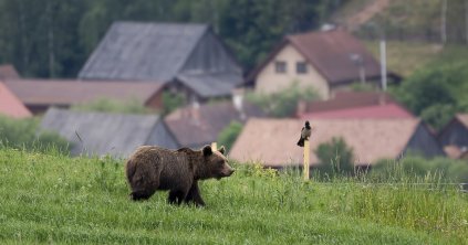 A legtöbb bejelentés májusban és júniusban futott be