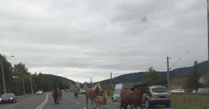 Ezt kell tenni, ha nem találják a gazdát