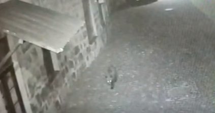 Iskolaudvaron járt a medve Udvarhelyen