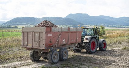Újraindult a burgonyatermesztők támogatási programja