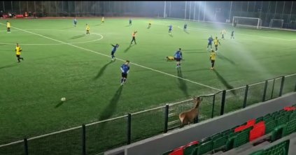 Különleges vendég lett Borszéken egy szarvasbika