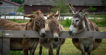 Csacsis nap Homoródszentmártonban