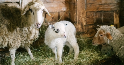 Drágul a húsvéti bárány