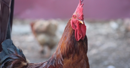 A keltetőtojások minőségének megőrzése a háztáji gazdaságokban