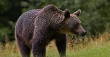Medvetámadás Székelypálfalva mellett