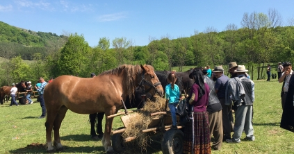 A vidéki állatvásárok jelene és jövője