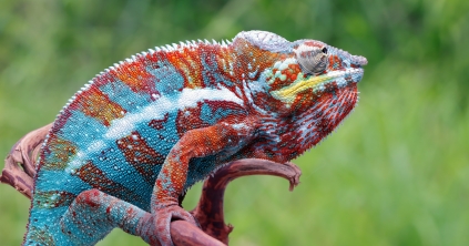 A rejtőzködés mesterei