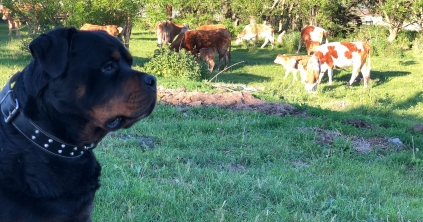 Nagyobb veszélyt jelentenek, mint a medve