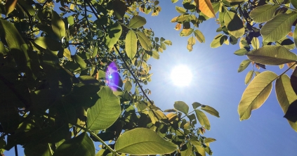 Kánikula és helyi záporok várhatók a következő két hétben