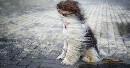 Viharos erejű szél fúj több erdélyi megye hegyvidékén